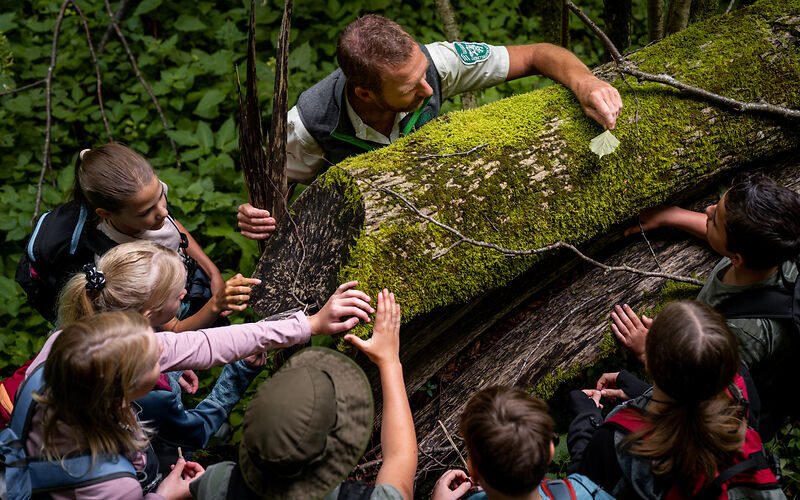 Ein Parkwächter zeigt einer Gruppe von Kindern Moos, das an einem umgestürzten Baum im Wald wächst. Die Kinder versammeln sich, beobachten genau und greifen nach dem Moos.