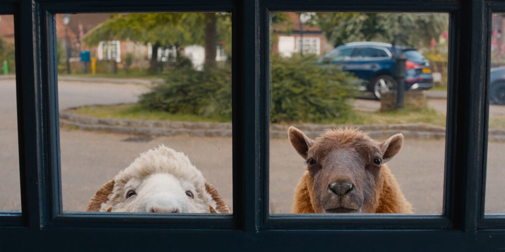 Zwei Schafe spähen durch die unteren Scheiben eines Fensters und blicken von einer Straße im Freien mit einem geparkten Auto und Häusern im Hintergrund nach innen.