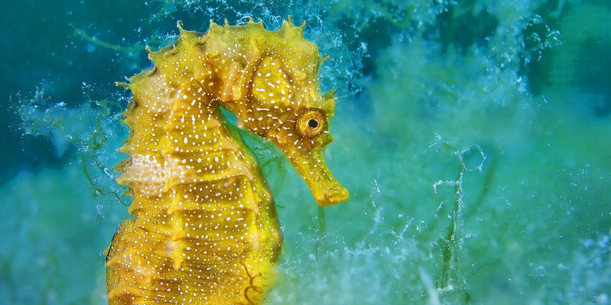 Eine Nahaufnahme eines leuchtend gelben Seepferdchens mit weißen Flecken, das unter Wasser vor einem blaugrünen Hintergrund schwimmt.