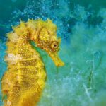 Eine Nahaufnahme eines leuchtend gelben Seepferdchens mit weißen Flecken, das unter Wasser vor einem blaugrünen Hintergrund schwimmt.