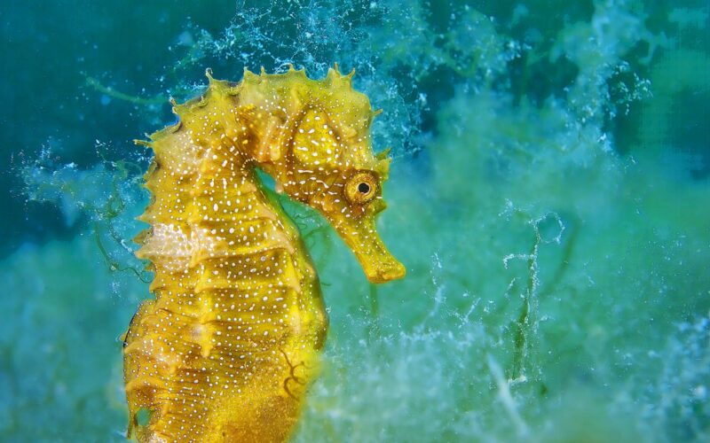 Eine Nahaufnahme eines leuchtend gelben Seepferdchens mit weißen Flecken, das unter Wasser vor einem blaugrünen Hintergrund schwimmt.