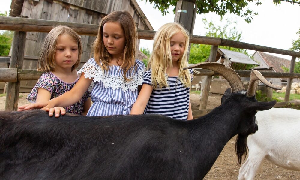 Drei junge Mädchen stehen im Freien und streicheln eine schwarze Ziege neben einem Holzzaun, während eine weitere weiße Ziege teilweise zu sehen ist.