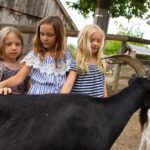 Drei junge Mädchen stehen im Freien und streicheln eine schwarze Ziege neben einem Holzzaun, während eine weitere weiße Ziege teilweise zu sehen ist.