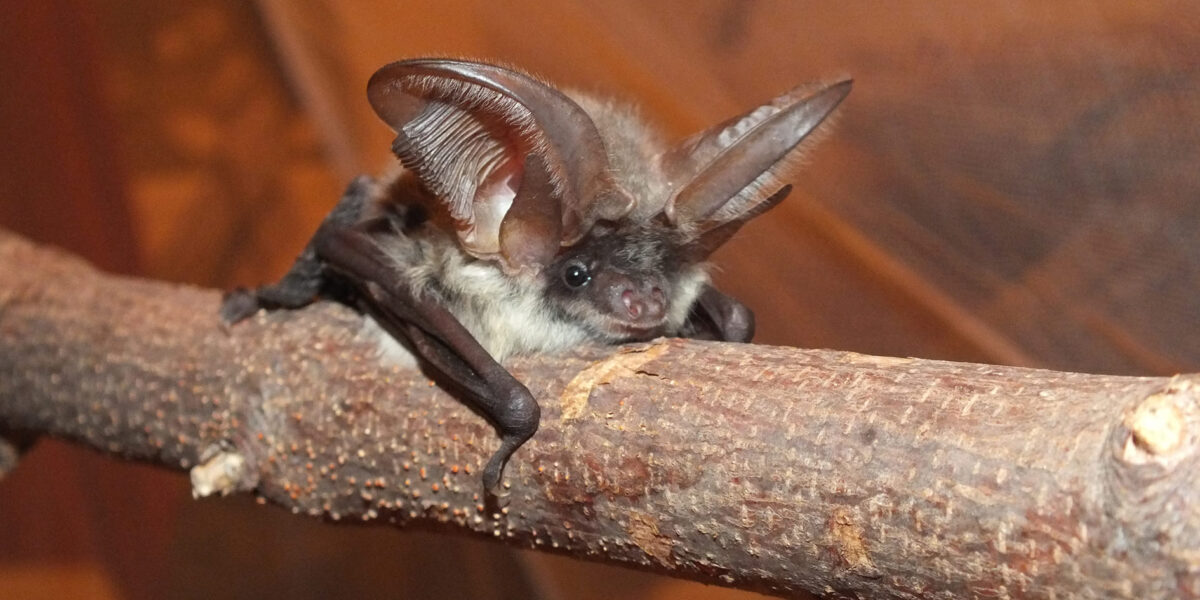 Eine Fledermaus mit großen, spitzen Ohren sitzt auf einem Ast vor einem verschwommenen braunen Hintergrund.