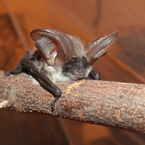 Eine Fledermaus mit großen, spitzen Ohren sitzt auf einem Ast vor einem verschwommenen braunen Hintergrund.