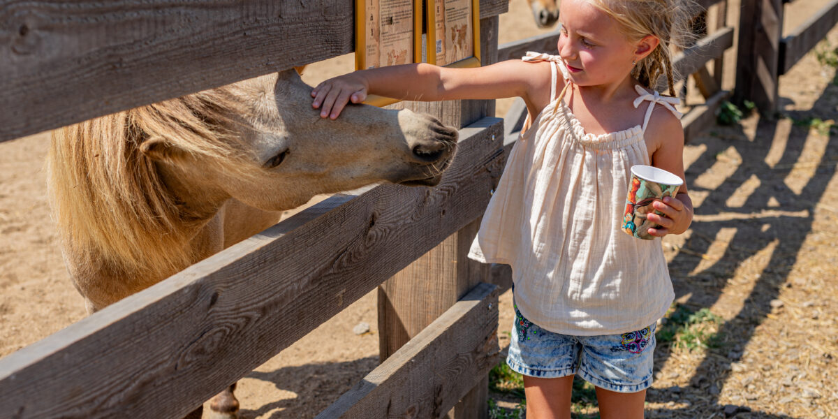 Ein junges Mädchen streichelt ein Pony durch einen Holzzaun in einem Freigehege, während es in der anderen Hand einen Pappbecher hält.