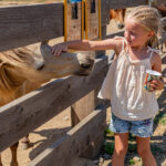 Ein junges Mädchen streichelt ein Pony durch einen Holzzaun in einem Freigehege, während es in der anderen Hand einen Pappbecher hält.