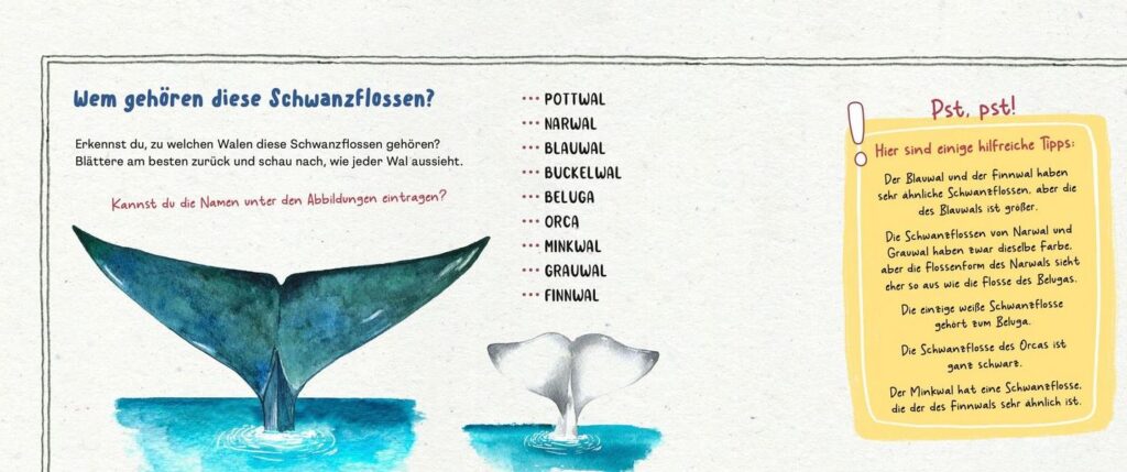 Arbeitsblatt zum Thema Walflossen mit einer Zeichnung einer Walflosse und einer Liste von Walarten auf Deutsch sowie hilfreichen Tipps zur Bestimmung.