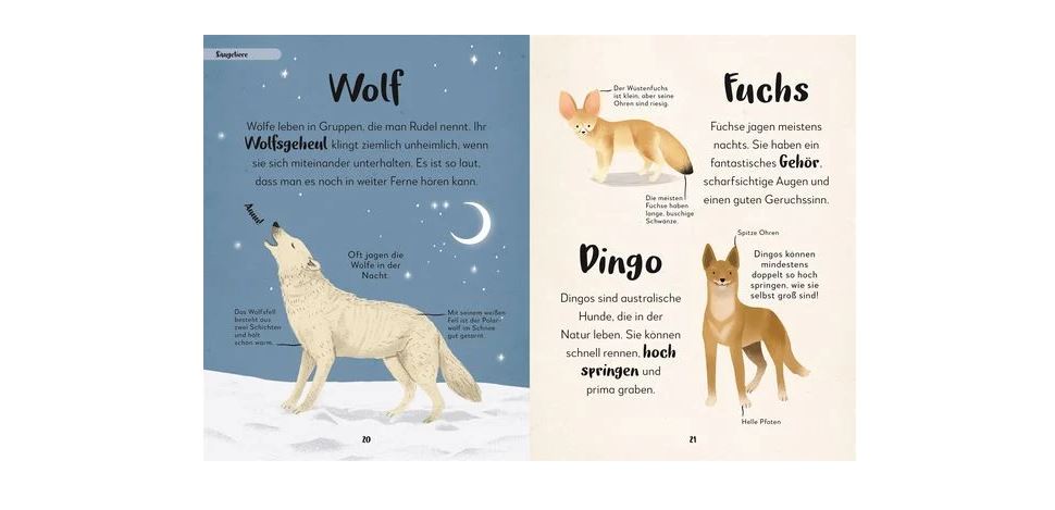 Kinderbuchseiten über Wölfe, Füchse und Dingos mit Illustrationen der jeweiligen Tiere und beschreibenden Texten auf Deutsch.