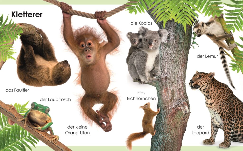Eine Lehrgrafik mit dem Titel „Kletterer“, auf der ein Faultier, ein Frosch, ein Orang-Utan, Koalas, ein Eichhörnchen, ein Lemur und ein Leopard mit ihren deutschen Namen abgebildet sind.